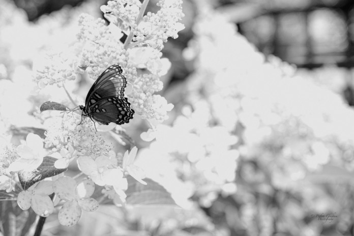 Butterflies and Hydrangeas I