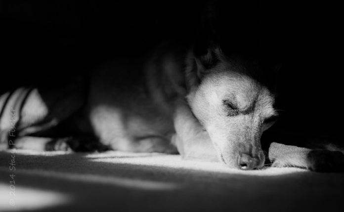 Dog sleeping in pools of light from a window